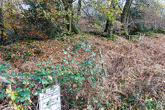 Coed Draw iron mine, disused in 1875, November 2019
