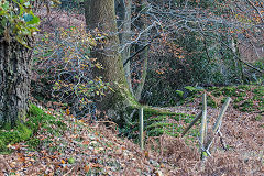 Coed Draw iron mine, disused in 1875, November 2019