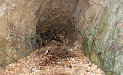 
The Clive lead mine, Draethen, November 2010