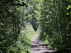 The trackbed of the TVER link to the B&MR at Fleur-de-lis, August 2021