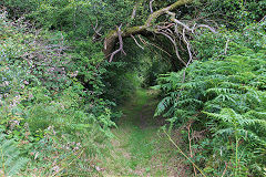 
Llammarch BA Tramroad, Llanelly Hill, July 2020'