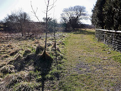 
Incline from the Balance Pit to the Llammarch Tramroad, March 2021'