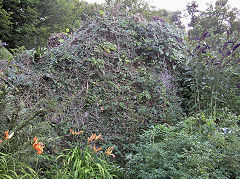 
Llanelly Forge dam, Gilwern, July 2010