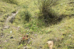 
Clydach Quarry North incline top, August 2010