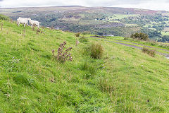 
Blaen Dyar colliery leat, September 2016