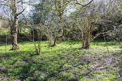 Rhiwderin brickworks clay pits, April 2018