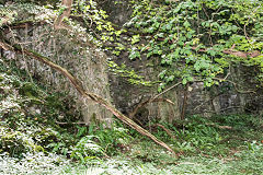 
Limekiln Wood limekiln, August 2017