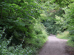 
Redbrook GWR trackbed below Redbrook bridge, July 2022