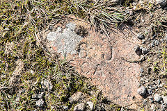 
'SJ Risca' on a half-buried brick, apparently