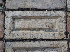 A rectangular frog but no name, at Thames. February 2023