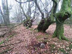 Cwmcarn boundary stone 1 at ST 24519 94889, © Photo courtesy of Robert Kemp