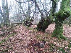 
Cwmcarn boundary stone 1 at ST 24519 94889, © Photo courtesy of Robert Kemp