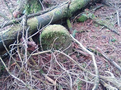 Cwmcarn boundary stone 2 at ST 24526 94837, © Photo courtesy of Robert Kemp