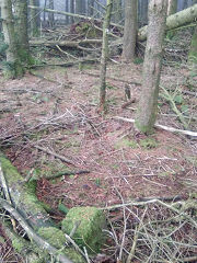 Cwmcarn boundary stone 2 at ST 24526 94837, © Photo courtesy of Robert Kemp