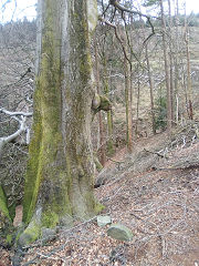 Cwmcarn boundary stone 5 at ST 24541 94637, © Photo courtesy of Robert Kemp
