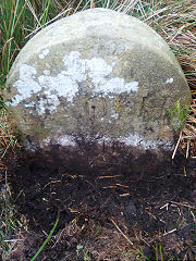 'JCH VII' with 'E', © Photo courtesy of Robert Kemp