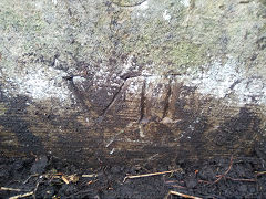 'JCH VII' with 'E', © Photo courtesy of Robert Kemp