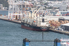 'Bunun Dynasty' at Wellington, New Zealand, March 2017