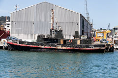 'Sealion' at Wellington, New Zealand, January 2017