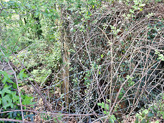 Tondu House observation bunkers, May 2024