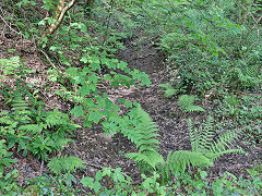 The leat beside Sir Robert Price's Tramroad, May 2024