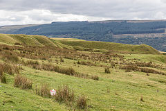 
Merthyr Common, Old Pit tips, September 2015