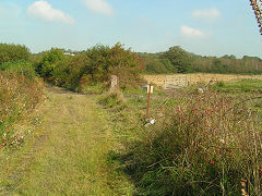 Broom near colliery junction, Saundersfoot, September 2008