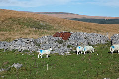 Pantmawr Rabbit Farm, Warreners house, October 2018