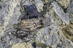 
Kingsdown Quarry, abandoned hob-nail boots, August 2020'