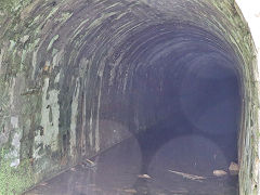 Along the Thames and Severn Canal between Daneway and Sapperton Tunnel, April 2024