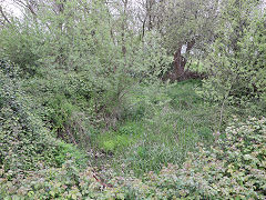 Western arm of the Stroudwater Canal at Saul Junction, April 2024