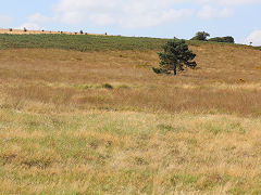 The tramway from Chewton to the quarry, August 2024