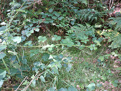 Shaft in Stockhill woods, August 2024