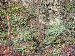 Land Level quarry, Bixslade, January 2022