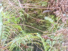 Bixslade Land Level shaft, January 2022