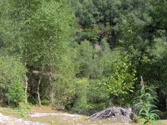 
Bixslade Quarries, July 2005