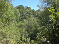 Bixslade Quarries, July 2005