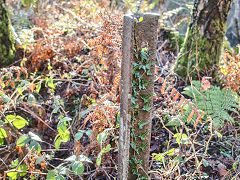 
Bixslade Quarries, tramplate being used as fencing, January 2022