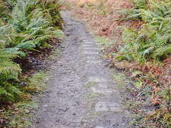 Bixslade Tramroad heading up the valley, January 2022