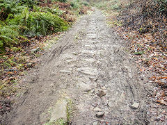 Bixslade Tramroad heading up the valley, January 2022