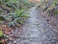 Bixslade Tramroad heading up the valley, January 2022
