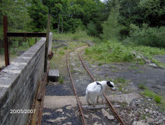 Phoenix Colliery, Barnhill Plantation, Northeast of Bixslade, May 2007
