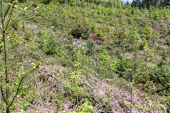 
Plud's Colliery site,  Lydbrook, May 2019