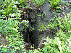 
Wimberry Tramroad, May 2007