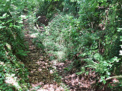 Carmears leat beside tramway, June 2023