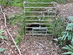 Carmears leat beside tramway, June 2023