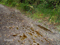 Tramway to the South of Treffrys Viaduct, Luxulyan, October 2005