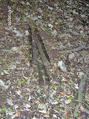 Tramway to the South of Treffrys Viaduct, Luxulyan, October 2005