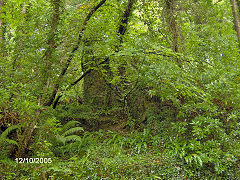Quarry in Shell Woods, Wenfordbridge branch, October 2005