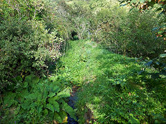 
Petit Bot Watermill feeder, Guernsey, September 2014